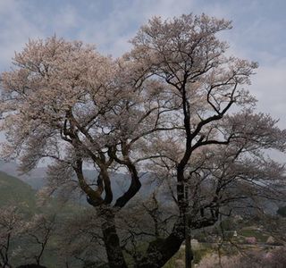 Hyotan Sakura Park