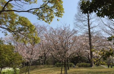 Hirachi Park