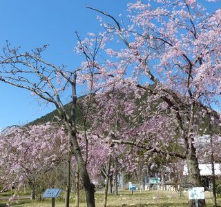 Shiga-kenritsu Omi Fuji Karyoku Park