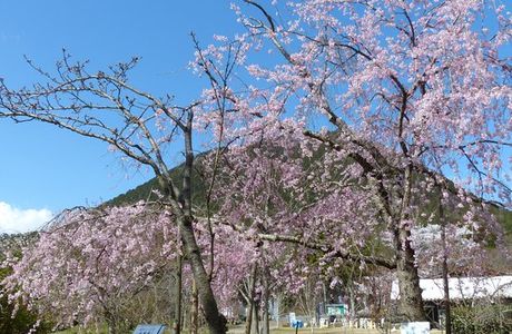 Shiga-kenritsu Omi Fuji Karyoku Park