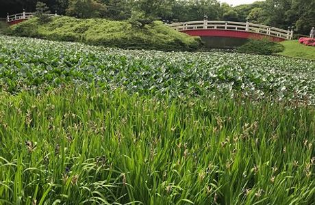 Uenodai Park