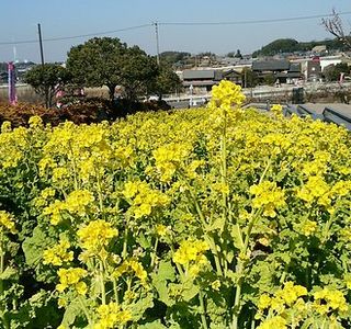 Umekkasori