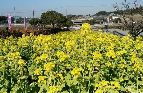 Umekkasori