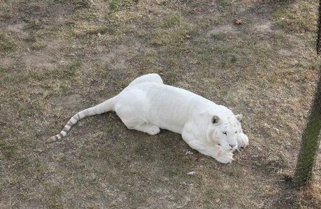 Xixiakou Animal World