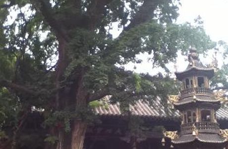 Qingtan Temple