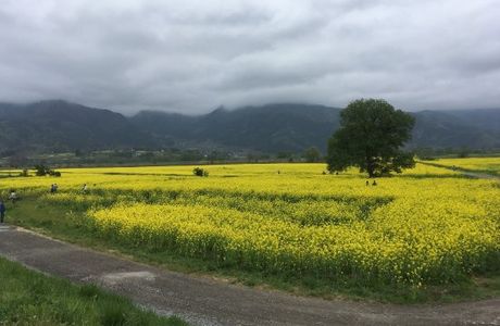 Michi-no-Eki Hananoeki Chikumagawa