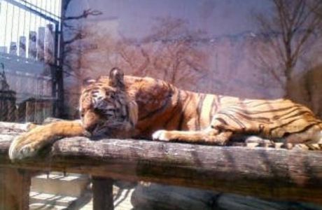 Tobu Zoo