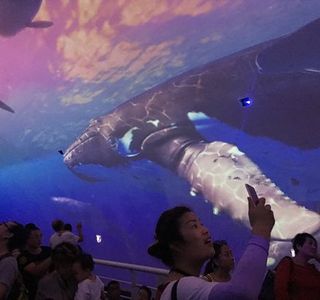 Sun Asia Ocean World And Polar World