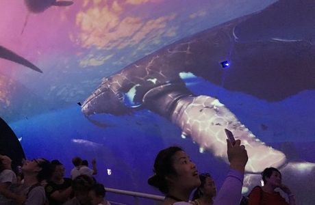 Sun Asia Ocean World And Polar World