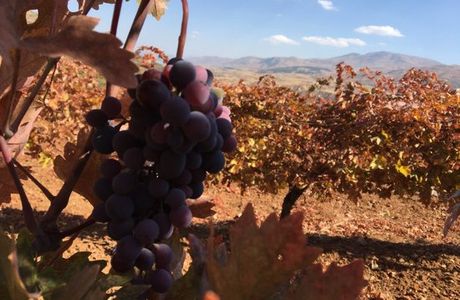 Eskibaglar Vineyards