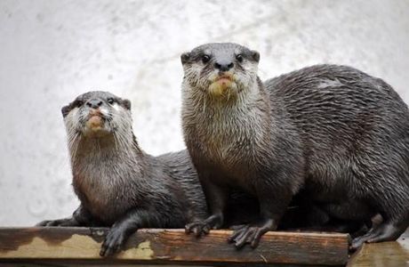 Chikozan Park Zoo