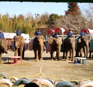 Ichihara Elephant Kingdom