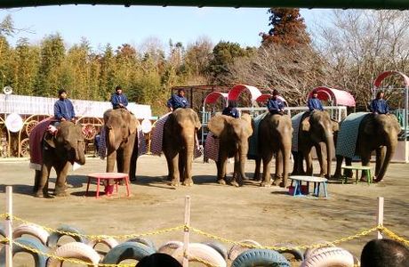 Ichihara Elephant Kingdom