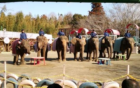 Ichihara Elephant Kingdom 1