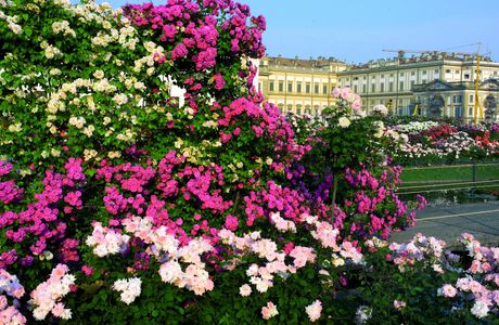 Roseto Niso Fumagalli