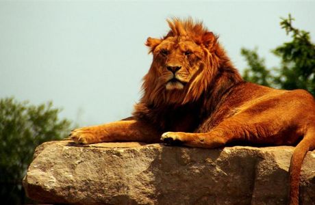 African Lion Safari