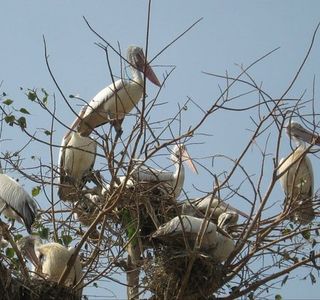 Kokrebellur Bird Sanctuary