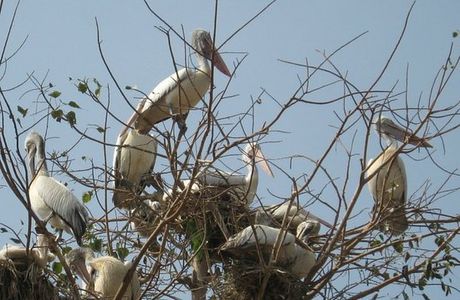 Kokrebellur Bird Sanctuary