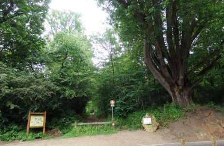 Le Chene du Petit-Launay