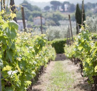Minardi Frascati Winery