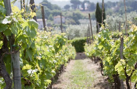 Minardi Frascati Winery