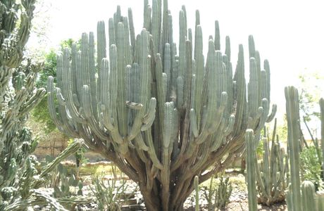 Cactus Garden Sailana