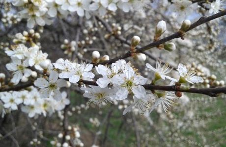 Biotopo Prati del Lavia