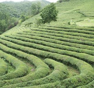 Boseong Green Tea Field Daehan Dawon