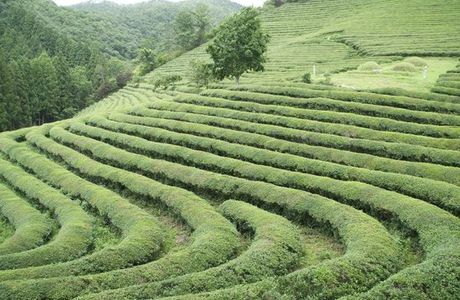 Boseong Green Tea Field Daehan Dawon