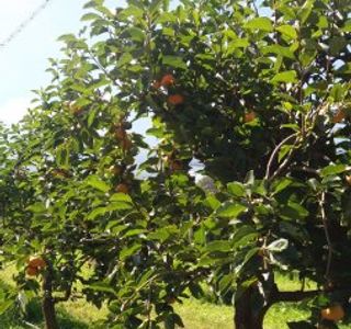 Cedar Creek Orchard