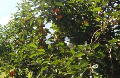 Cedar Creek Orchard