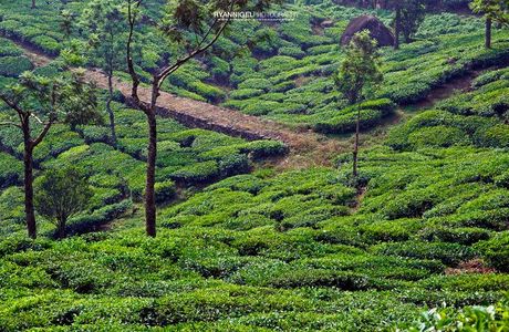 Cardamom Hills