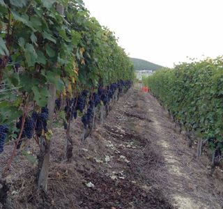 Azienda Vitivinicola Veglio Giovanni & Figli