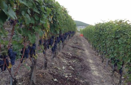 Azienda Vitivinicola Veglio Giovanni & Figli