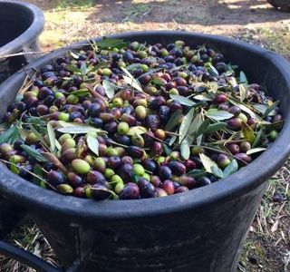 Azienda Agricola Rollo