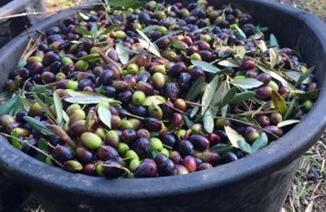 Azienda Agricola Rollo