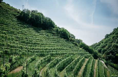 Azienda Agricola Le Volpere