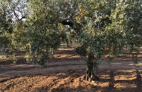 Azienda Agricola Moceri Giuseppe