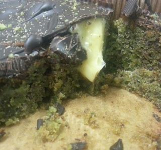 Antico Forno de' Basoni