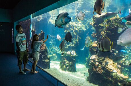 Aquarium des Lagons Nouvelle Caledonie