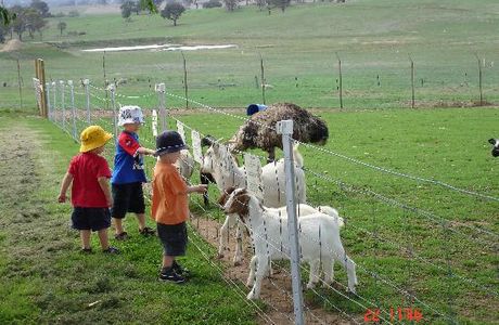 Bathurst Sheep and Cattle Show