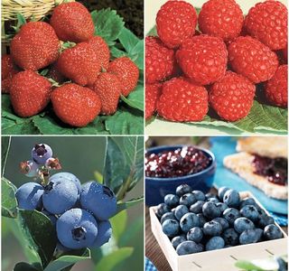 Berry and Berry
