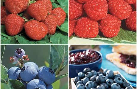 Berry and Berry