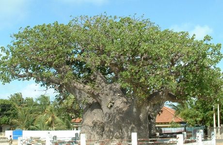 Baobab Tree