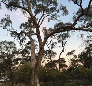 Dimboola Native Fauna and Flora Reserve