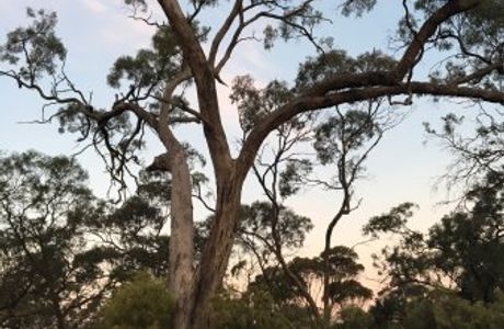 Dimboola Native Fauna and Flora Reserve