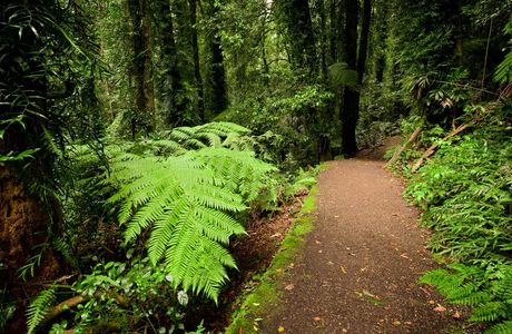 Dorrigo Rainforest Centre