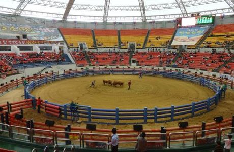 Cheongdo Bullfighting Arena
