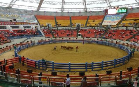 Cheongdo Bullfighting Arena 1
