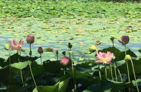 Il Parco del Loto